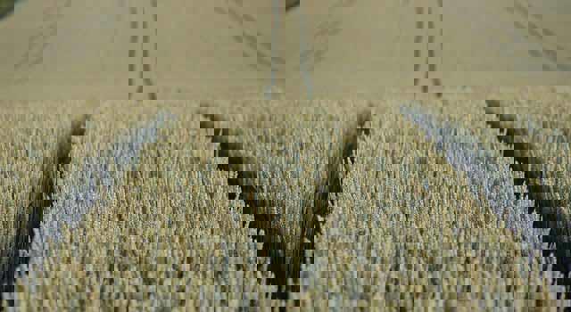 農業・農薬残留